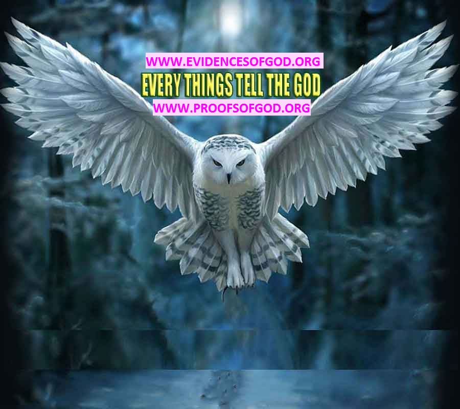 how to find god, what are proofs of god?, proofs of god, evidences of god, god-proofs, god-evidences, proofs-god, evidences-god, signs-god, god exists